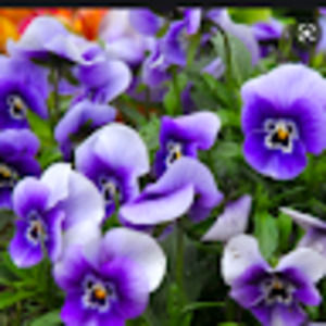 Meet your Posher, Denine